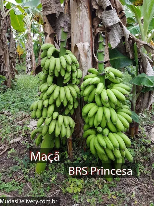Mudas de Banana Princesa BRS