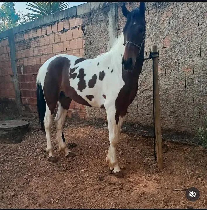 Cavalo de raça Mangalarga Machador - Foto 4