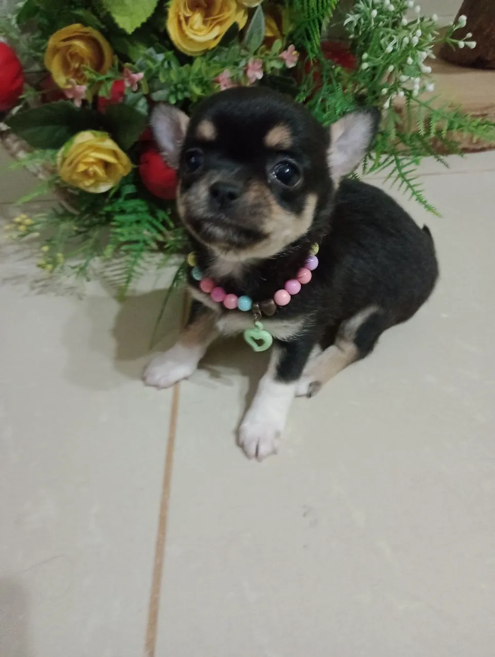 Chihuahua Linhagem Russa excelente pedigree em 10x
