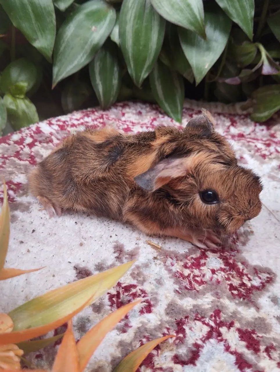 Filhote de Porquinho-da-Índia angorá  - Foto 2