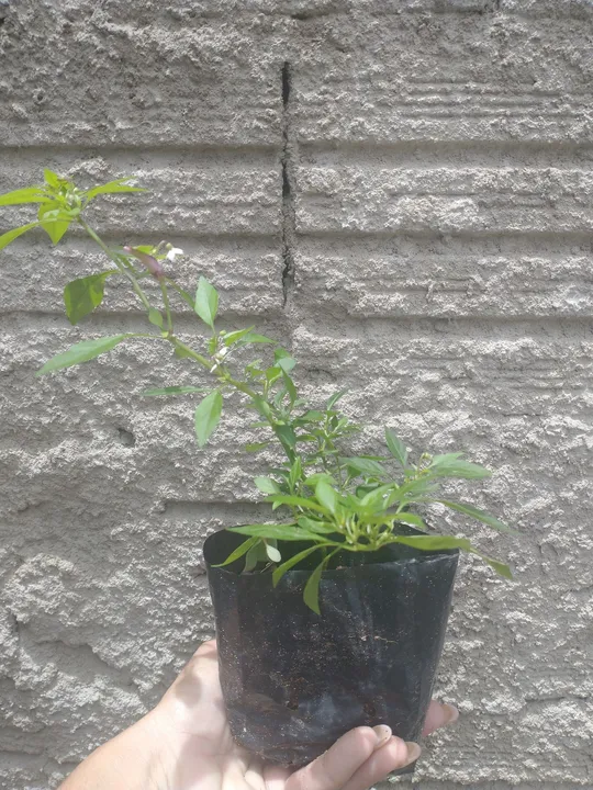 Mudas de Pimenta
