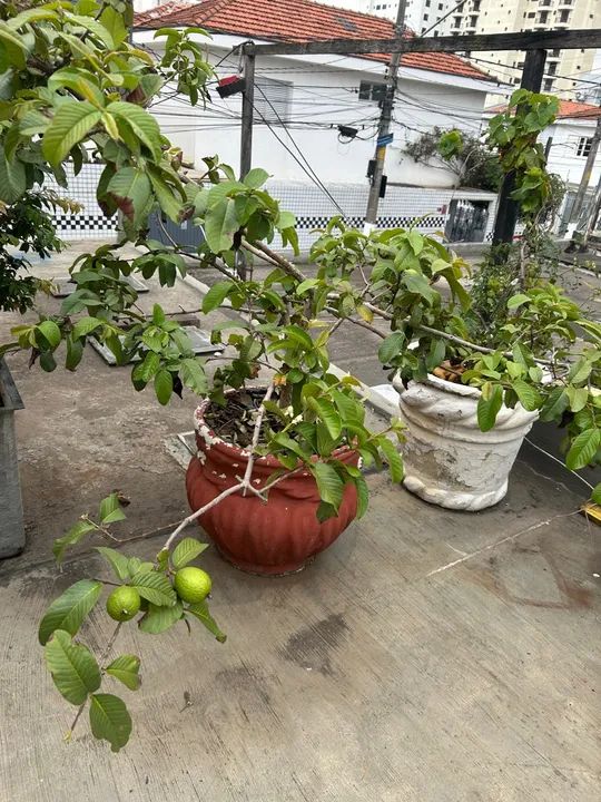 Plantas e vasos  - Foto 5