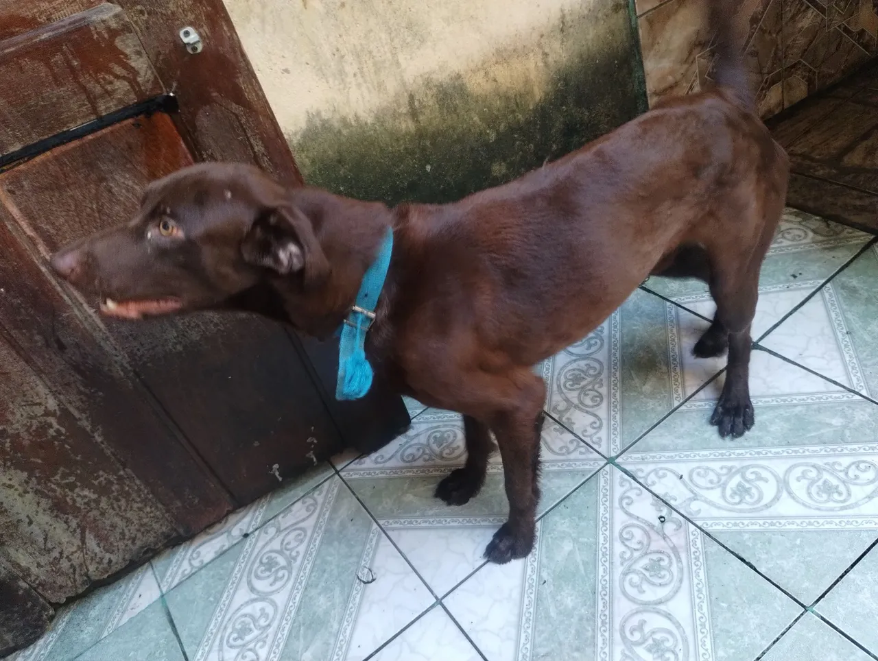 Labrador Chocolate para adoção/ motivo Viagem