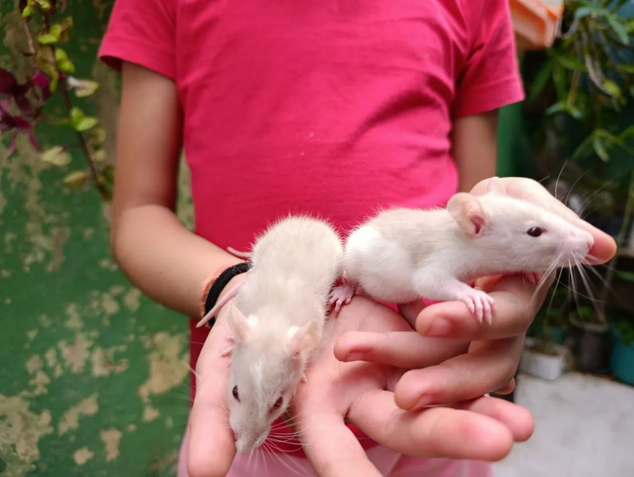 Mercol, Twister, Ratos