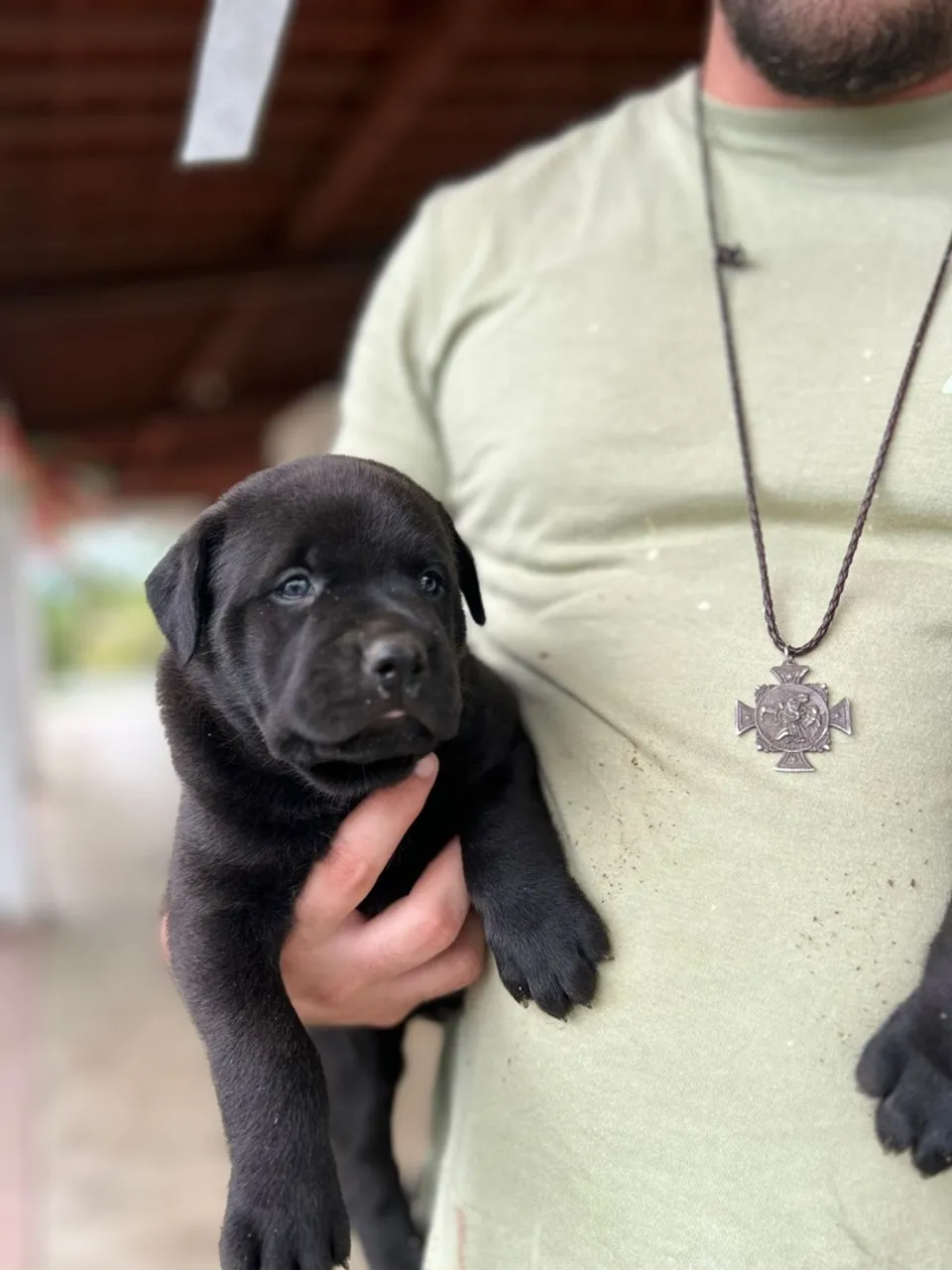 Bandog disponível