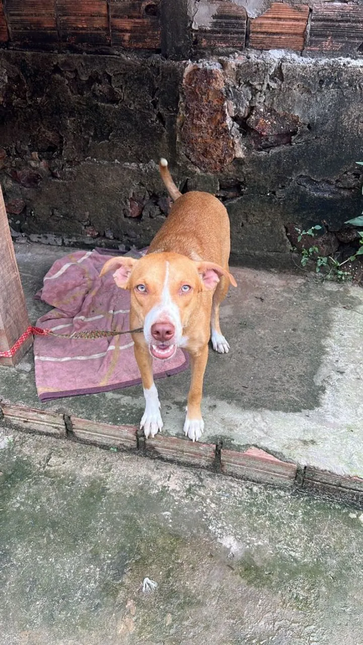 Pit bull