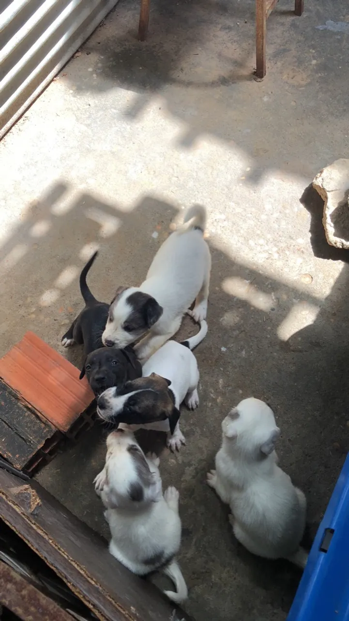 Cachorras para adoção 