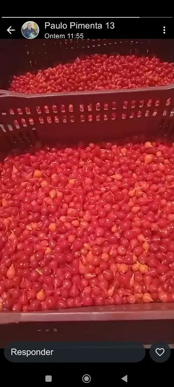 Pimenta malagueta e biquinha - Foto 2