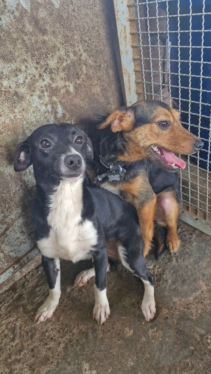 Cachorro preto de porte pequeno - Foto 5