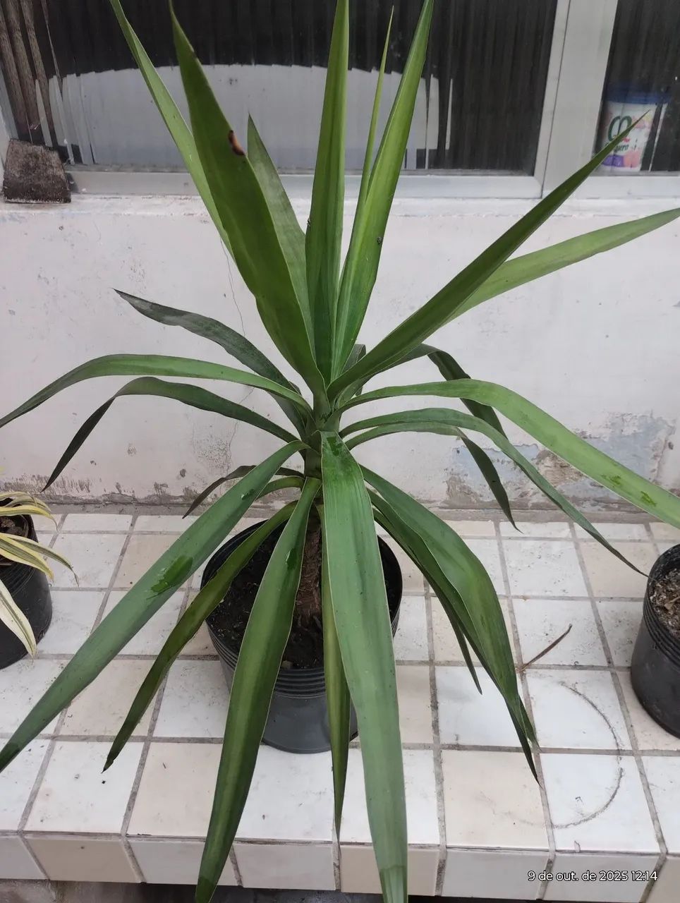 Plantas no Vaso - Foto 5