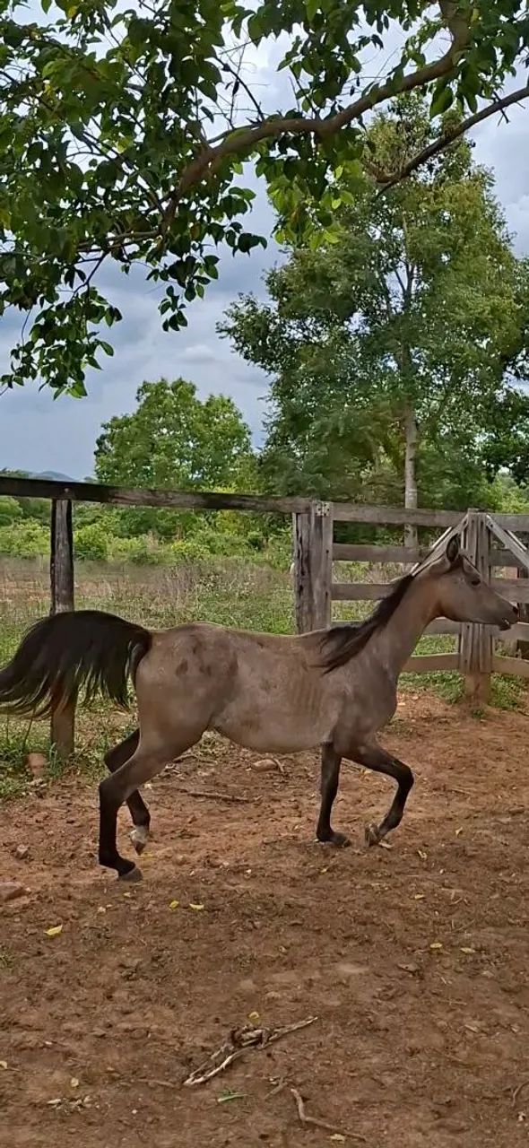 Potra Árabe  - Foto 5