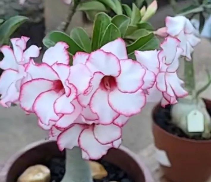 Rosa do deserto  - Foto 4