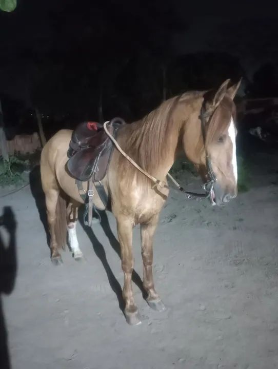 Cavalo mangolino - Foto 4