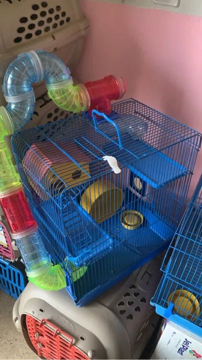 Venda Hamister russo filhote manso  - Foto 6