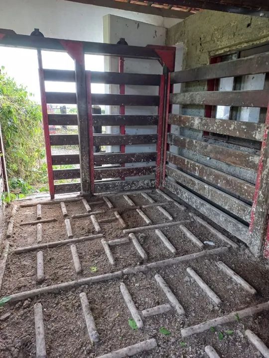 Balança bovina - Foto 3