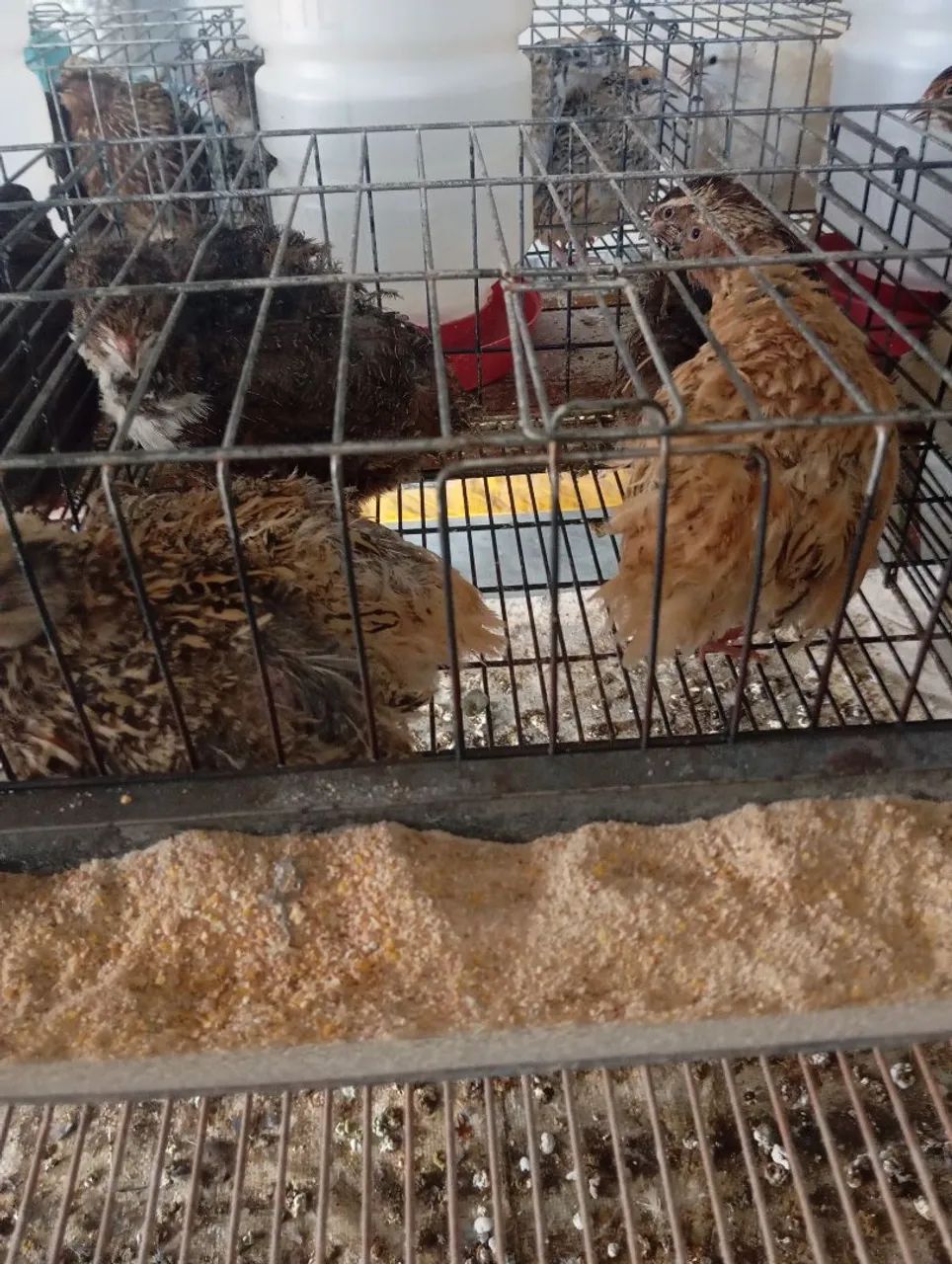 Ovos de codorna gigante galados  - Foto 4