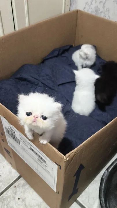 Gatinho Persa  - Foto 3