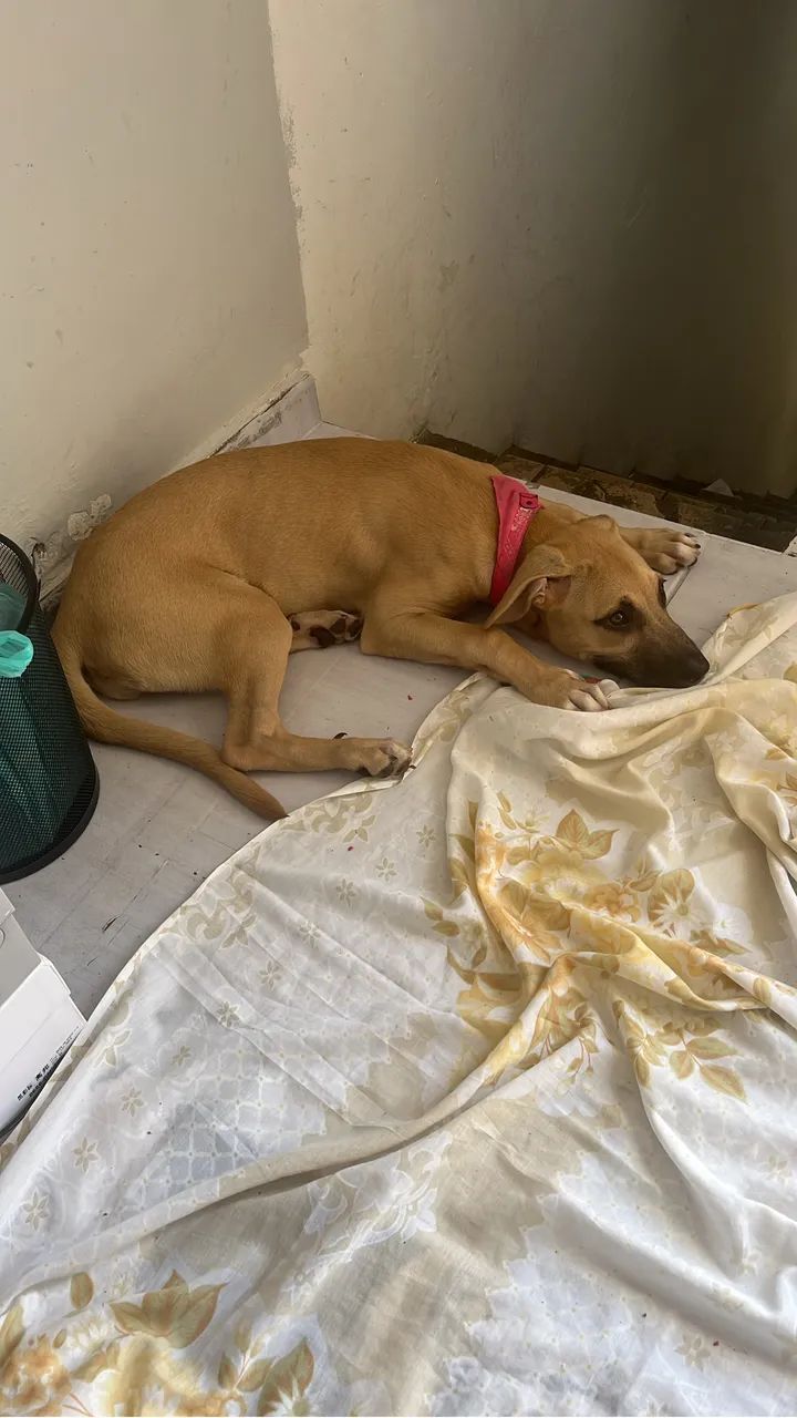 Cachorra femea para adoção