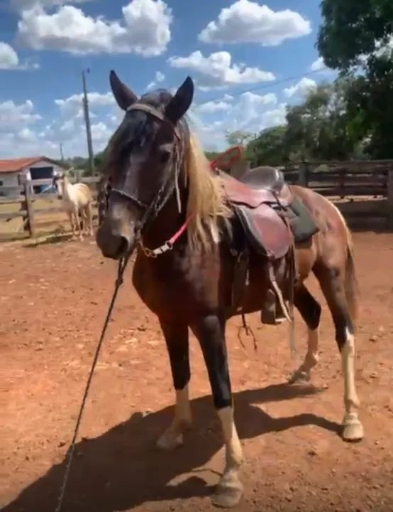 Cavalo pampa inteiro macha picada  - Foto 3