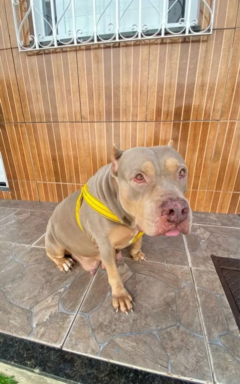 Pitbull monster manso não morde gosta de brincar  para vender