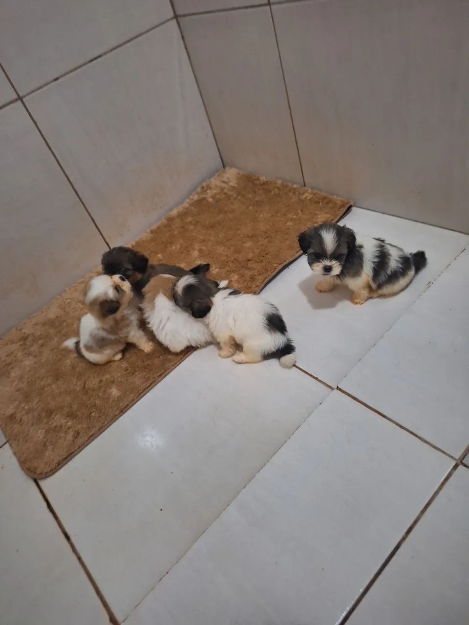 Vendo cachorrinhos  - Foto 3