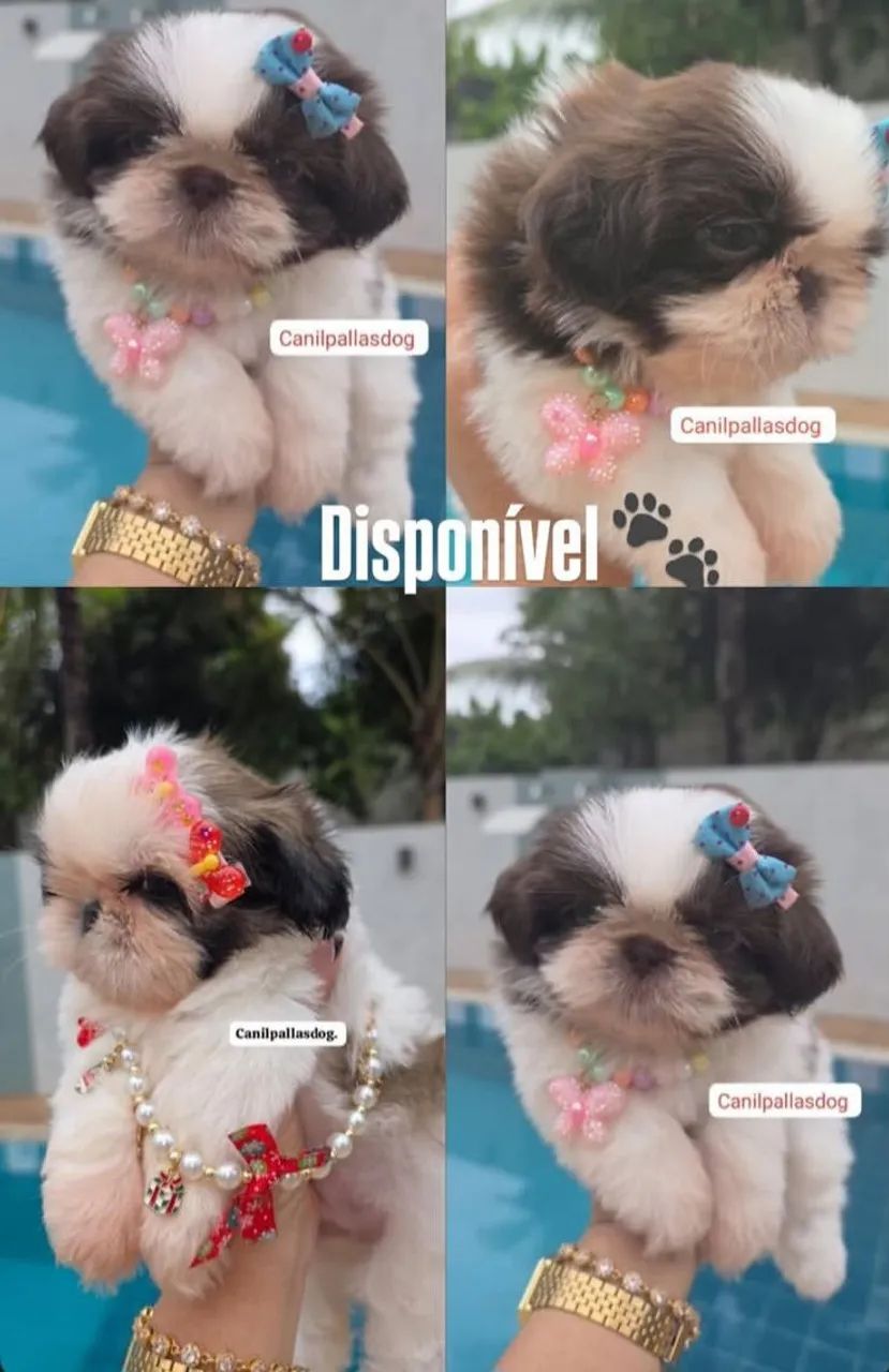 Shih tzu disponível para entrega .