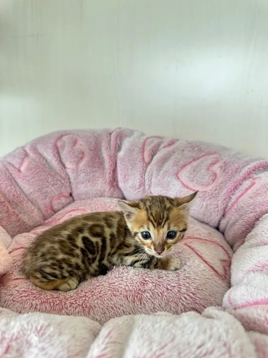 Gatinho Bengal Brown femea e macho - Foto 2