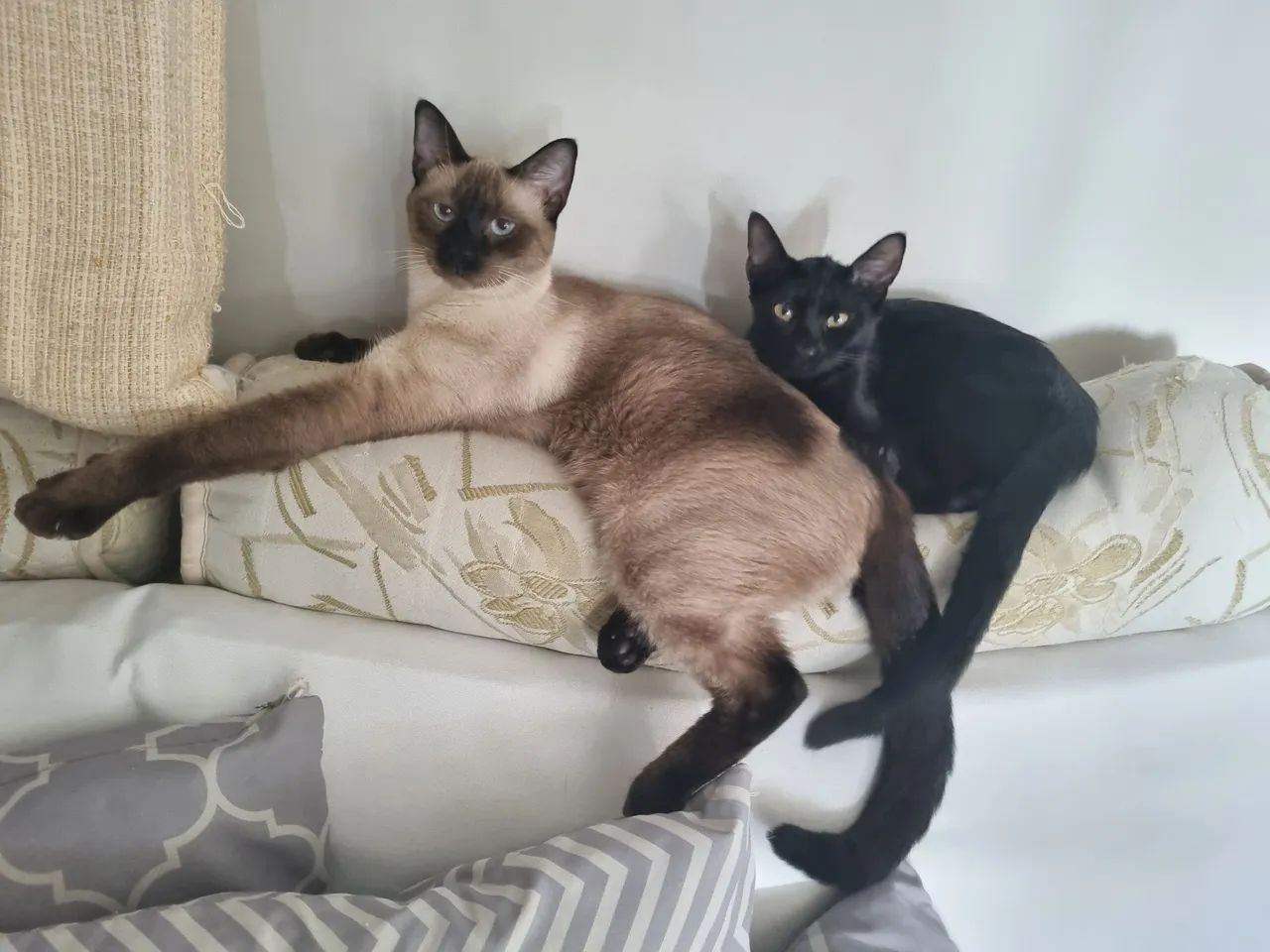 Doação de casal castrado de gatos.