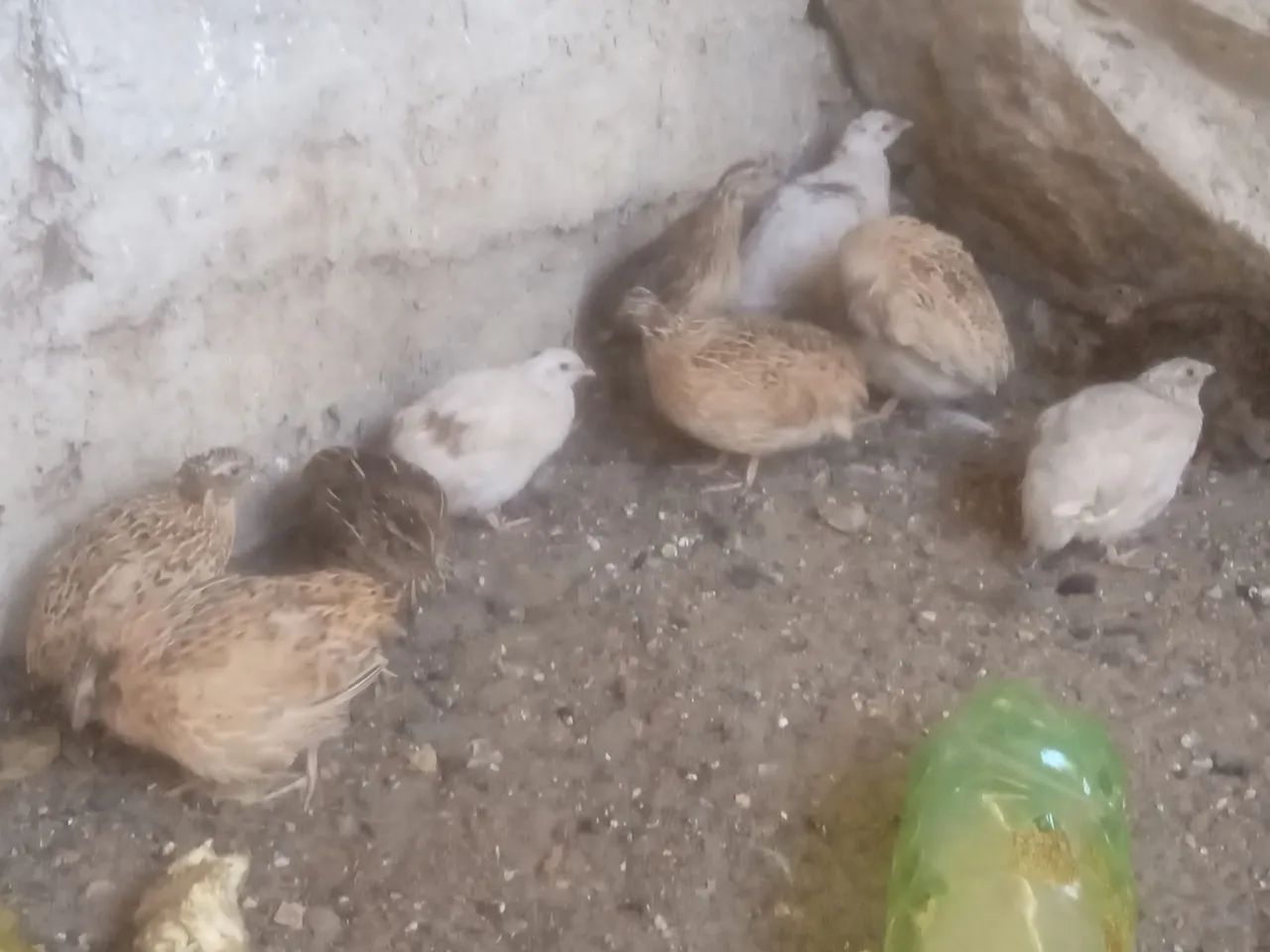 Vendo cordona gigante começando pustura agora 15 cada chama ZAP *  - Foto 2