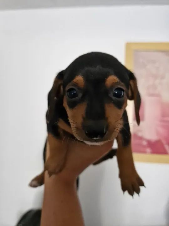 RAÇA SALSICHINHA (DACHSHUND) - Foto 3
