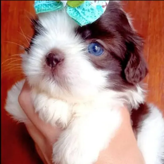 Shih Tzu filhote