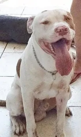 Adoção imediata Pitbull encantador à procura de um lar