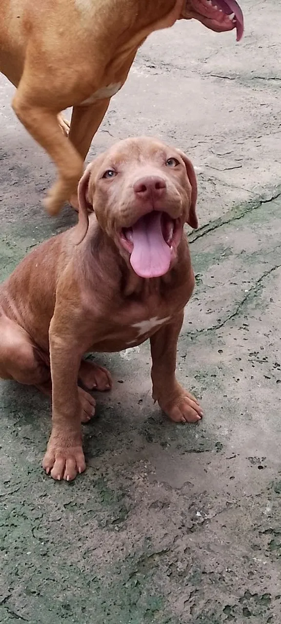 Filhote Pitbull Fêmea 