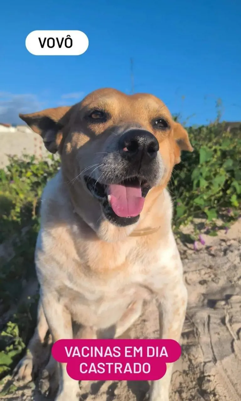 Vovô: Cãozinho Carinhoso Vacina em Dia!
