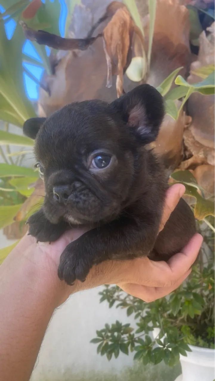 Buldogue francês tigrado ou faw - Foto 3