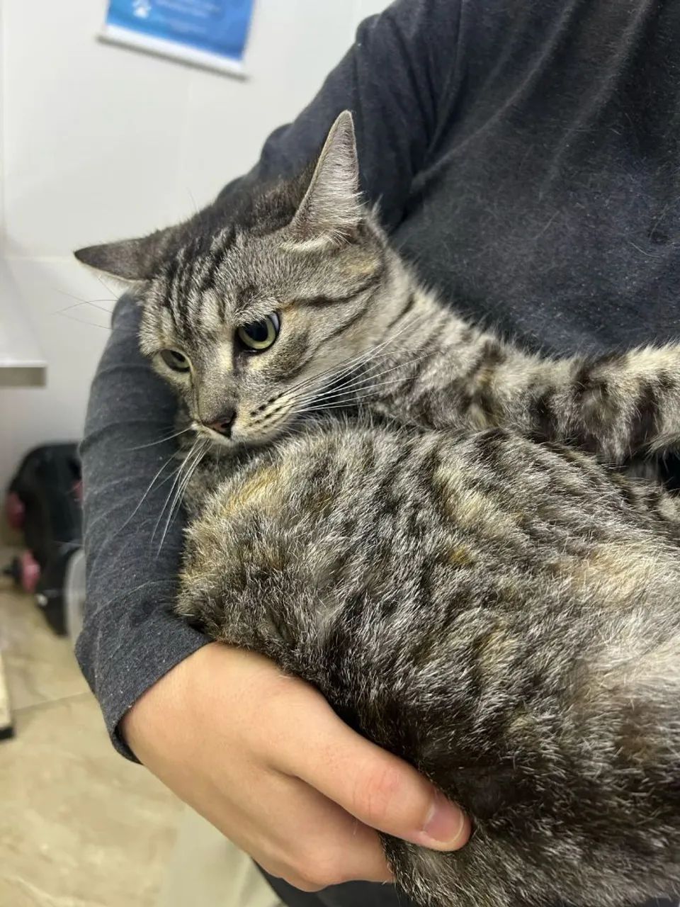 Gatinha disponível para adoção - Foto 2