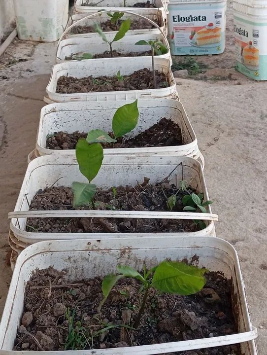 Muda de caju  - Foto 4