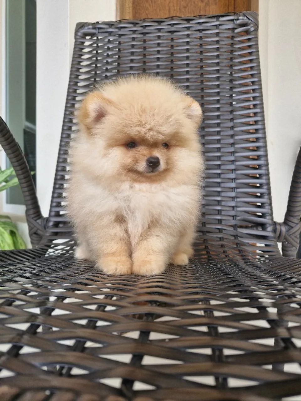 Spitz alemão-lulu da pomerania