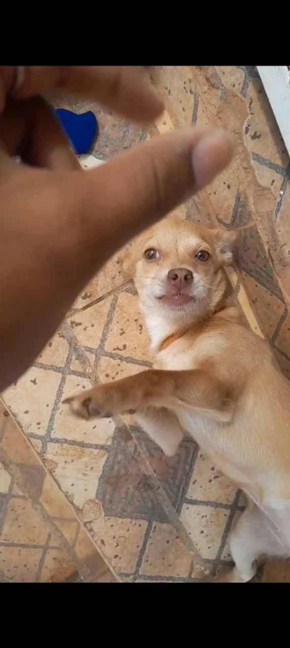 Vira lata fêmea, porte pequeno