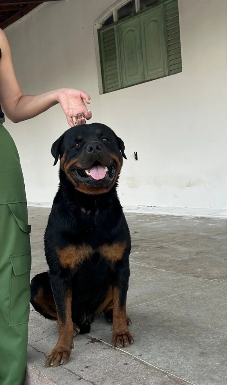Rottweiler para cruza 