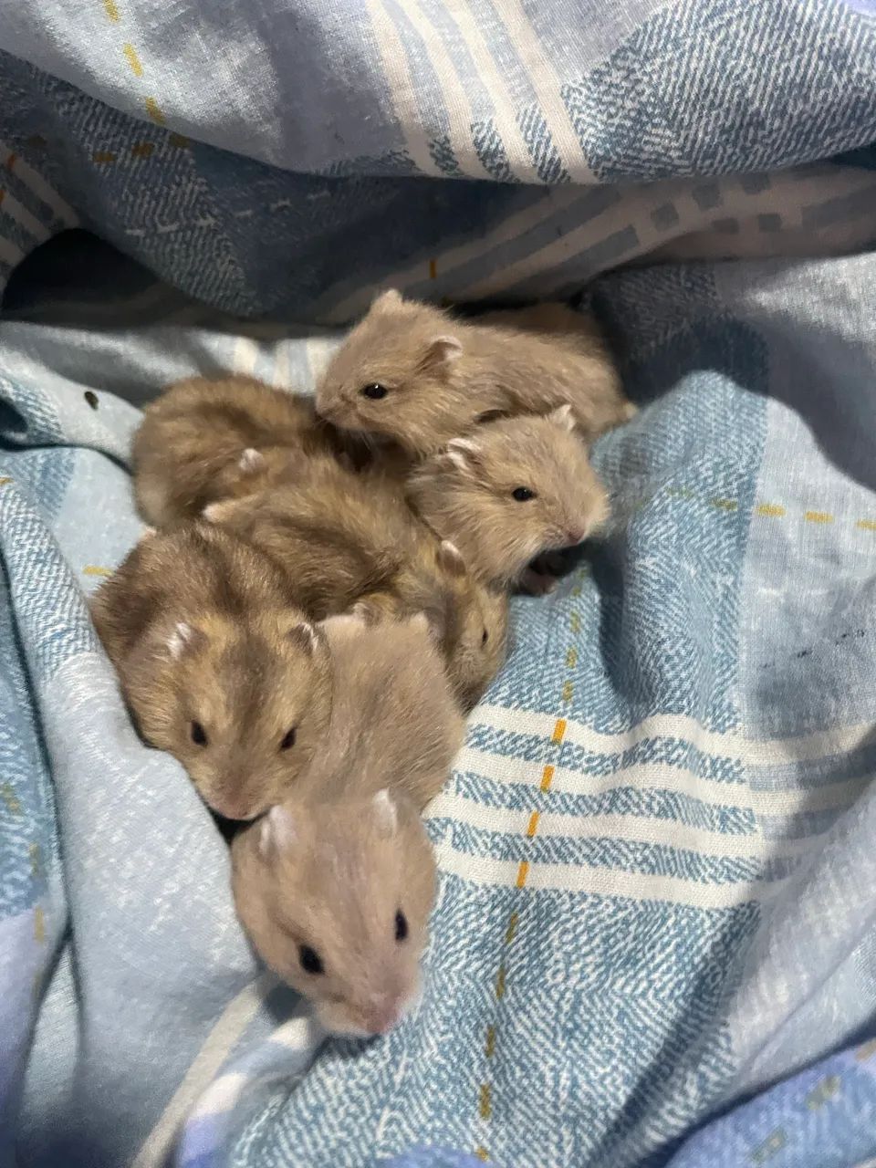 Vendo filhotes de hamster Anão Russo