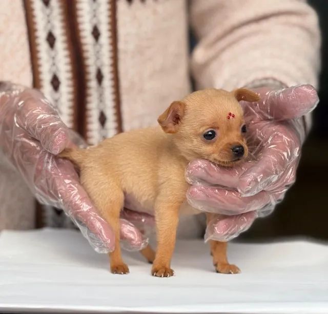Pinscher miniatura - Segurança, Credibilidade e Compromisso com Cada Cliente - Foto 2