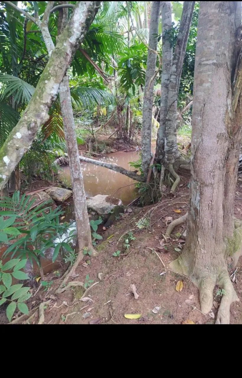 Terra de 5 alqueiros com 4 de capim formado  - Foto 4