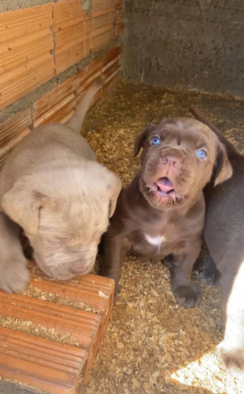Cane corso macho  - Foto 2