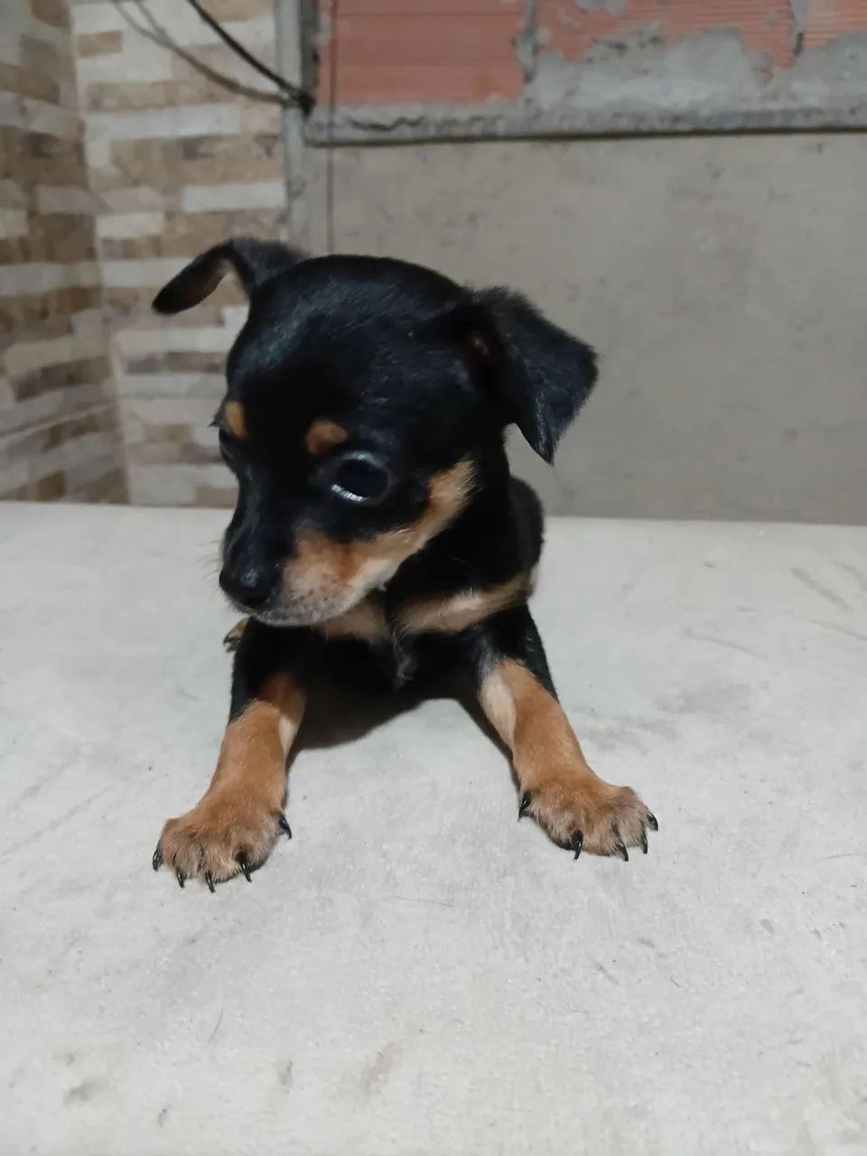 Pinscher é macho N 01 - Foto 3