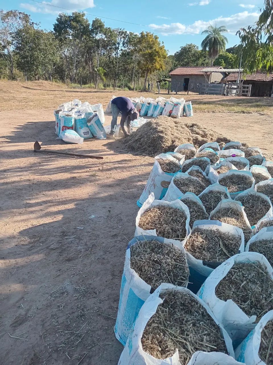 Semente de capim andropogon  - Foto 2