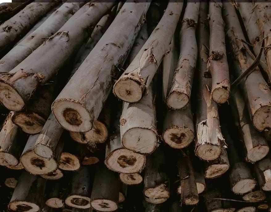 Escória de eucalipto 64962176799618121