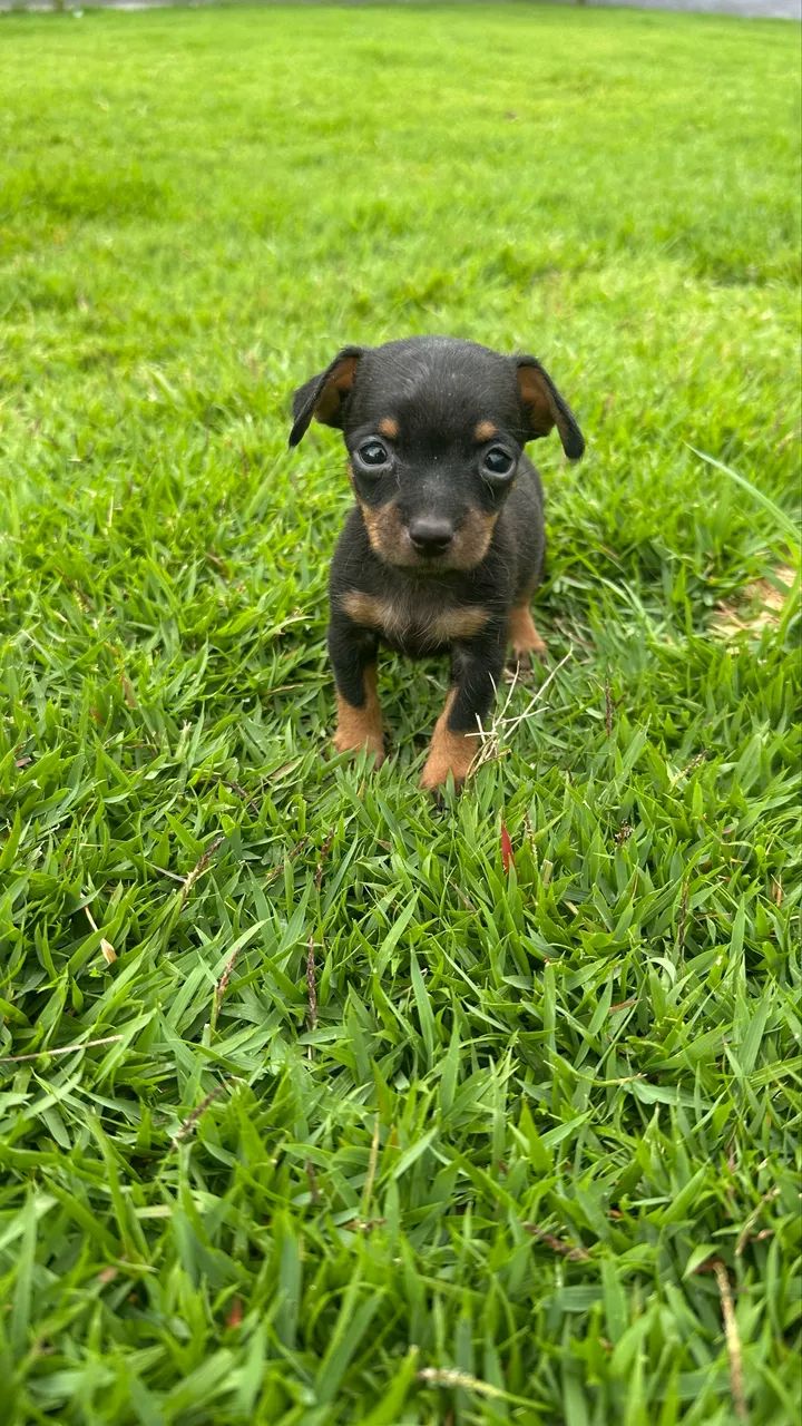 Pinscher 0 machos e fêmeas - Foto 3