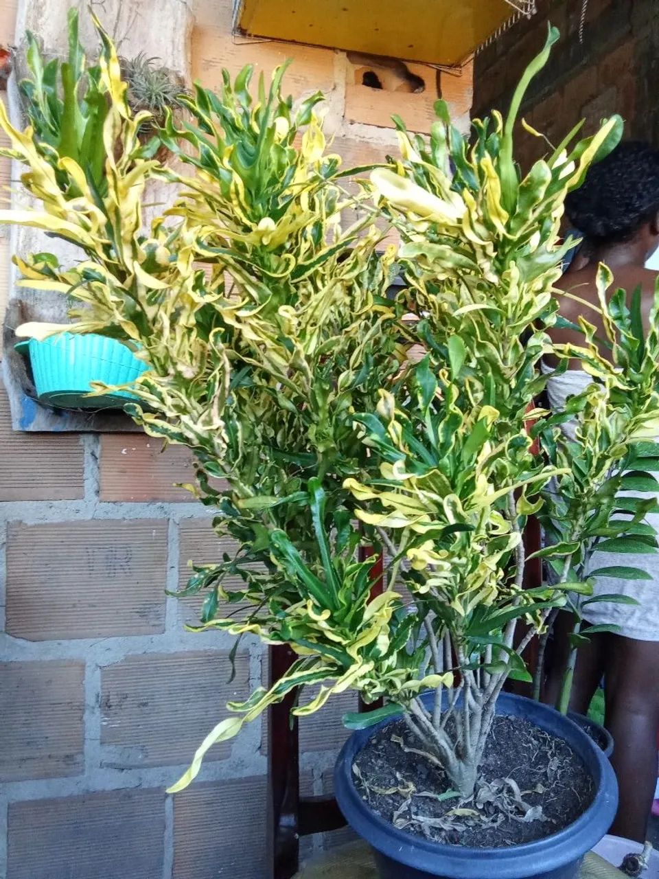 Plantas  - Foto 3