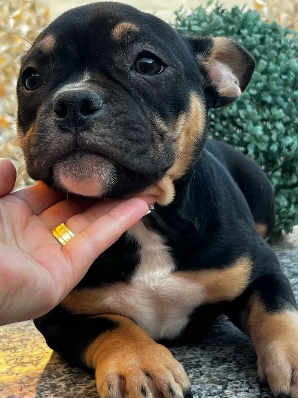 Filhotes de American Bully - Foto 2